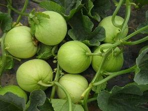 舔瓜怎么吃,轻松掌握美味瓜果的食用技巧
